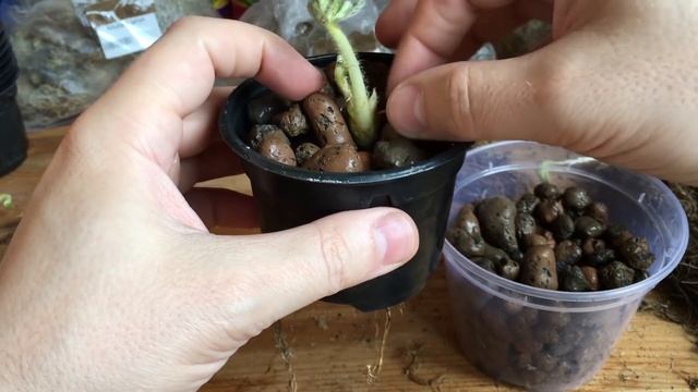 РАССАДА КЛУБНИКИ ДЛЯ ГИДРОПОНИКИ - Как высадить клубнику в гидропонику смотреть онлайн