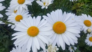Ромашка ( нивяник ) Leucanthemum  Alaska . ( Matricaria ) .