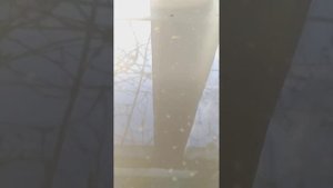 разведение дафнии