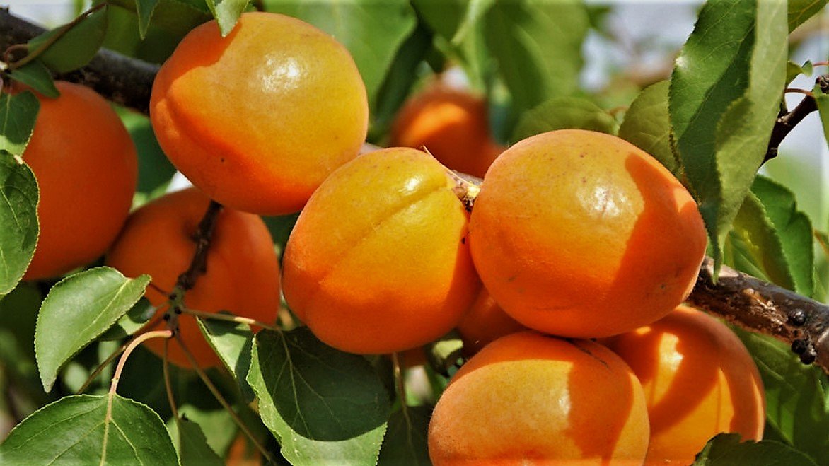 Лучшие сорта абрикоса для урала с фото и описанием