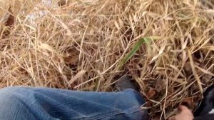 Как ловить уклейку в ноябре