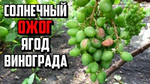 СОЛНЕЧНЫЙ ОЖОГ винограда. Как защитить ягоды?