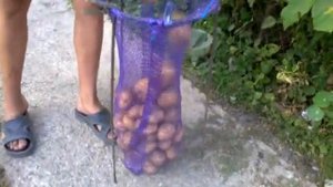 БИСТРО НАБИРАЕМ КАРТОШКУ В СЕТКИ