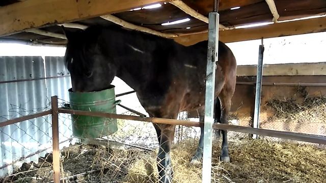 Откорм лошадей.Лошади смотреть онлайн