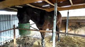 Откорм лошадей.Лошади