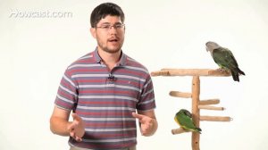 How to Potty Train Your Parrot | Parrot Training