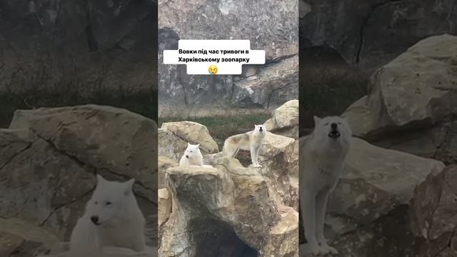 Волки солидарны с украинской пво