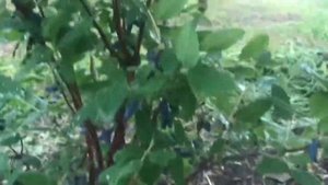 Жимолость Аквамарин ( Новая форма 5-12-80)