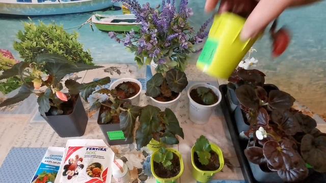 Рассада пеларгонии, эустомы, бегонии на 14 марта. смотреть онлайн