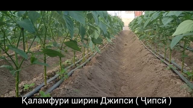 Перец ??? сладкий Джипси F1 фирма Семинис Голандия капелни орошени. смотреть онлайн