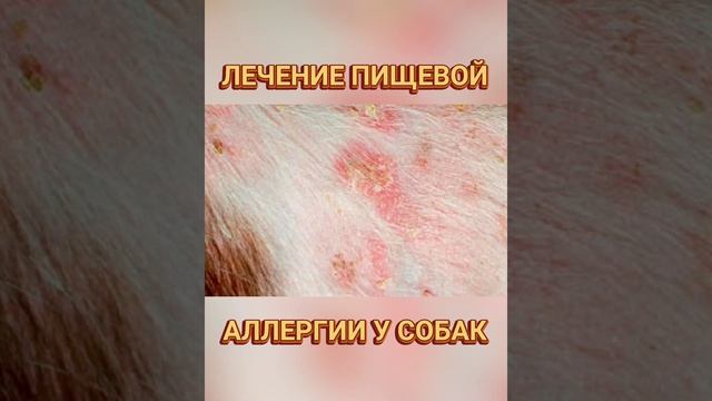 ??? Лечение пищевой аллергии у собак