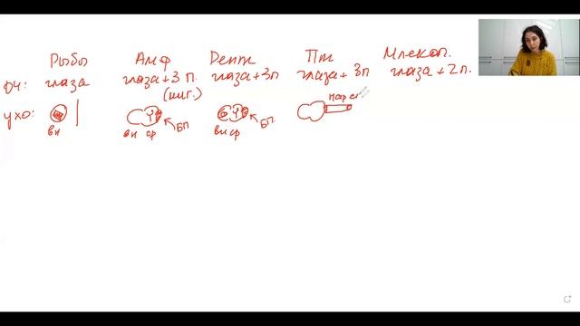 Шпаргалка "Сравнительная характеристика эволюции систем органов позвоночных животных" - ЦТ, ЕГЭ, ЗН смотреть онлайн