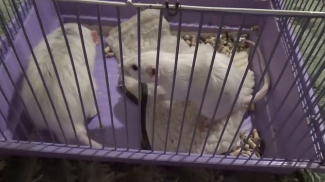 Крыс Петя хочет стать старшим по клетке... смотреть онлайн