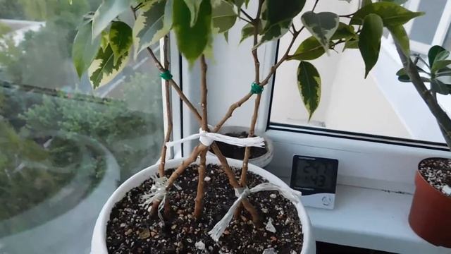 Большой арабикум и немного фикусов. Обзор #адениум смотреть онлайн