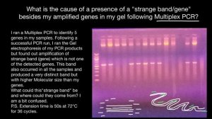 Extra bands in gel following Multiplex PCR?