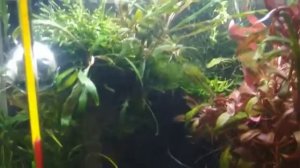 Аквариум 30 литров - начало