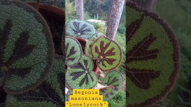 TRENDING PLANTS#Begonia Masoniana "Lonely Rock" #begoniacolectin #begoniaplant #houseplants#shorts