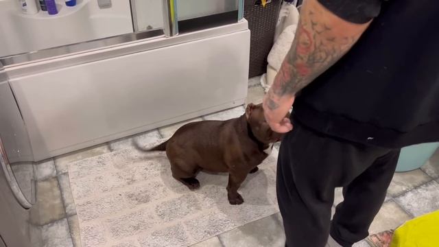 Как правильно и как часто мыть собаку? Как бороться со страхами? Дуэль упрямства Дима vs Буля ? смотреть онлайн