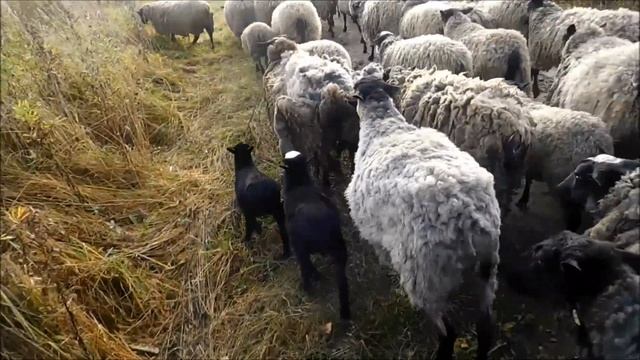 романовская овца выгул на пасдбище часть 1 смотреть онлайн