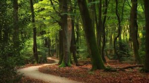 Останови страдания души...