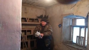 голуби.Сергея.Н-усмань.Воронежская.обл.ч.1.