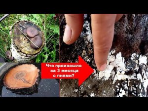 ЧТО СЛУЧИЛОСЬ С ПНЯМИ И МИЦЕЛИЕМ ГРИБОВ ВЕШЕНКАВЫРАЩИВАЕМ ГРИБЫ ВЕШЕНКА В САДУ ОГОРОДЕ своими рукам