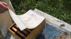 РАБОТА СО СРЕДНЕРУССКОЙ ПЧЕЛОЙ