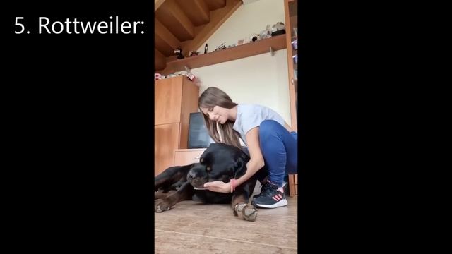 Top 10 best guard dog breeds to protect your family in 2023! смотреть онлайн