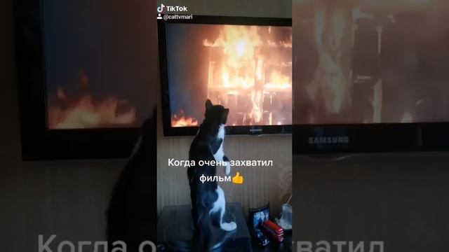 Смешные котики .Для поднятия настроения!!!!#виделивидио смотреть онлайн