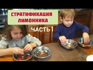 Стратификация семян ЛИМОННИКА / Как вырастить лимонник, ЧАСТЬ 1