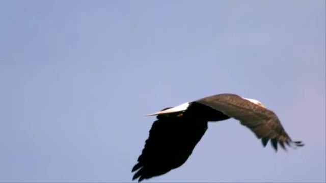 Отпустите коня на волю Поет ансамбль Вересень. Let go of the horse at will смотреть онлайн