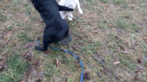 Черный Лабрадор Шериф, 6 месяцев. Игры с сородичами.