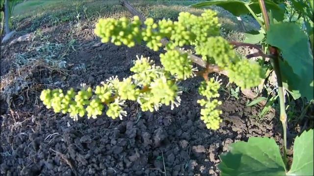 Опрыскивание винограда перед цветением