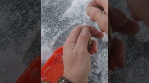 Лучший способ насадки живца при ловли щуки на жерлицы