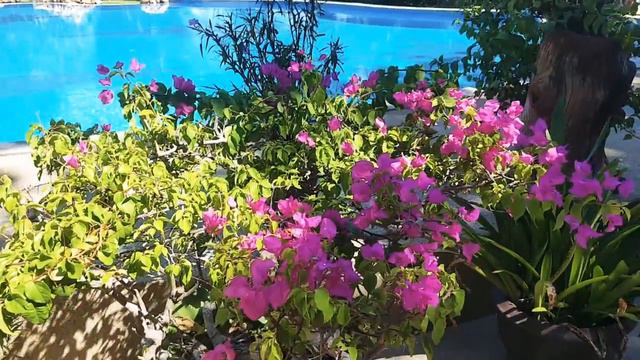 🌸Плюмерия-символ Таиланда!