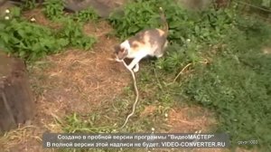 Коты на охоте, hunting cats