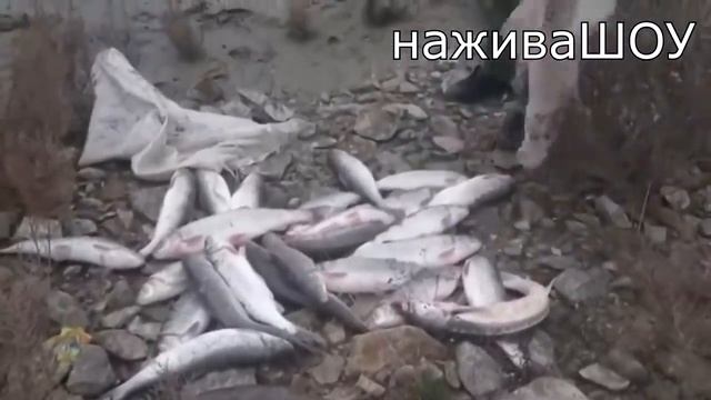 Жесткие зрелищные погони за браконьерами и катерами на воде и их задержания