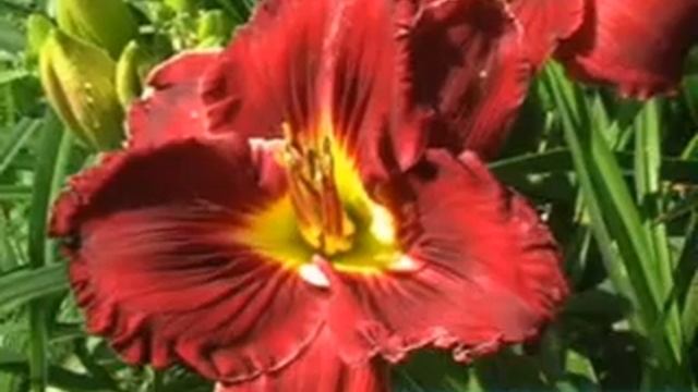 лилейник daylily PARTING THE RED SEA.mpg смотреть онлайн