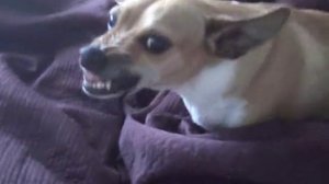 Very Angry Chihuahua 2