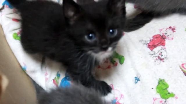 Первое Котокафе в Пензе