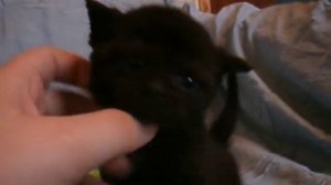 шотландский черный котенок.3 недели