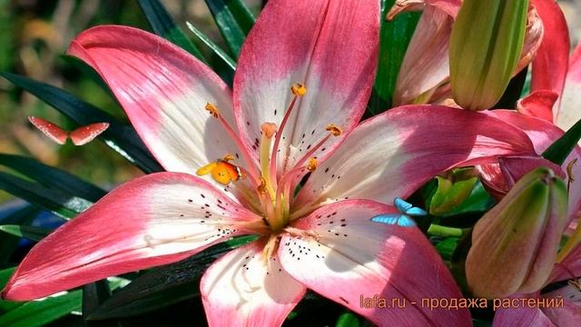 Лилия азиатская горшечная Тренди Дакота ? обзор: как сажать, луковицы лилии Тренди Дакота смотреть онлайн