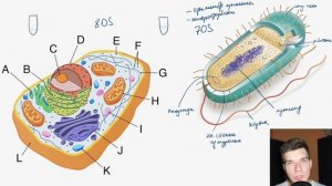 2.42. Сравнение клеток эукариот и прокариот | Цитология к ЕГЭ | Георгий Мишуровский