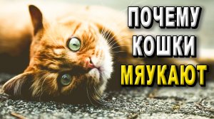 Почему кошки мяукают?