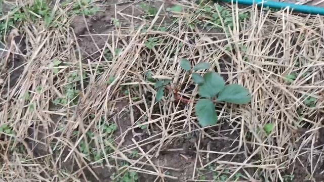 #Беларусь#клубника# осенняя посадка клубники, моя клубника в октябре смотреть онлайн