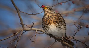 Птичинг выходного дня. Кормушка для птиц и фотоохота ( birdwatching )