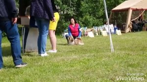 Региональная выставка собак всех пород ранга САС-ЧФ 10.06.2018 эксп. ПОЛИВАНОВ М.(Казань)