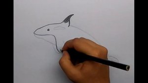 Как нарисовать касатку