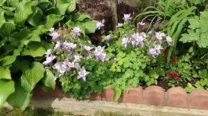 Sunny's face and a clematis