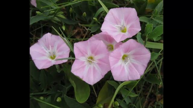 #Вудсия #Вьюнок Цветы садовые62 Декоративные растения смотреть онлайн